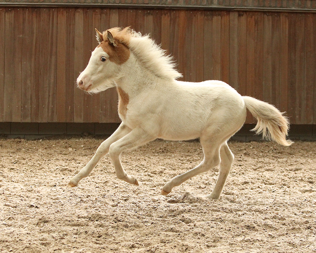 Horzel Spanje Dreigend Galop | Nederlands Stamboek voor IJslandse Paarden
